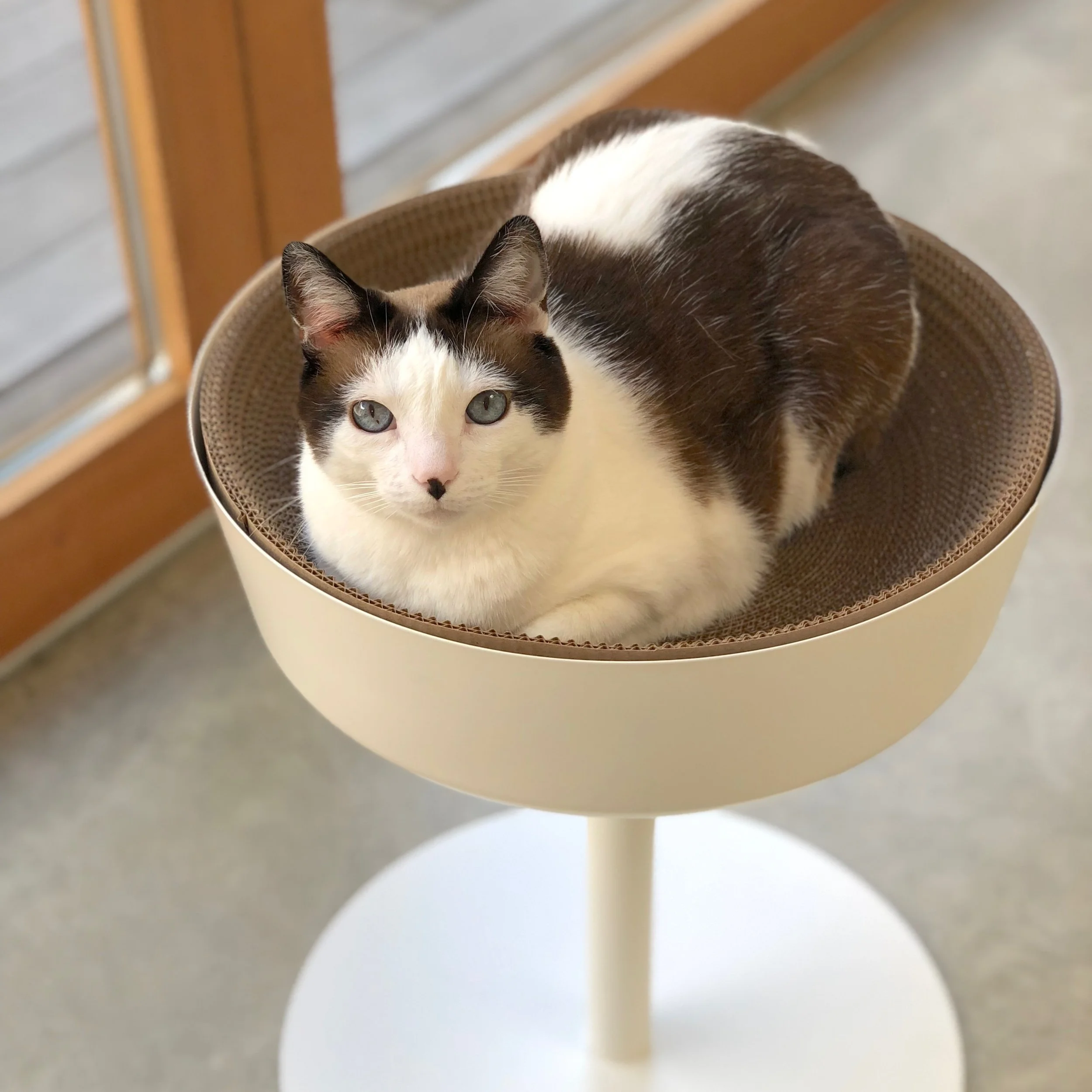 Ikea cat cheap bed hack